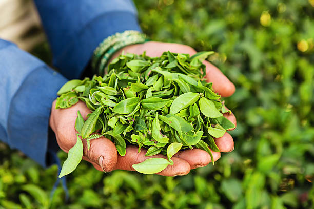 인도어 농장을 독서와 잎차 in 다르질링, 인도 - tea crop farmer tea leaves plantation 뉴스 사진 이미지