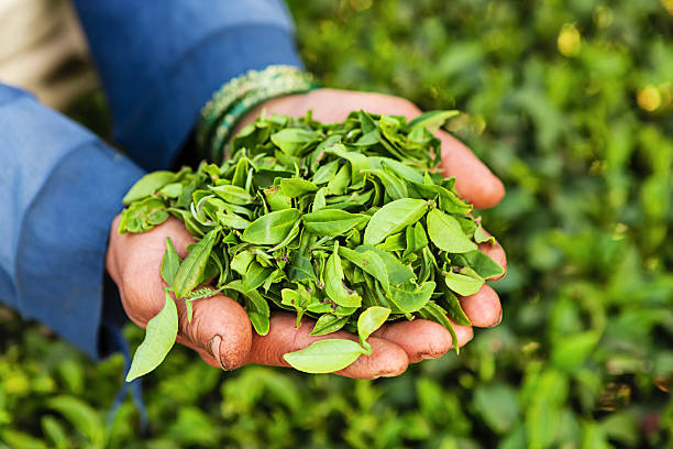 indian pickers depena folhas de chá de darjeeling, índia - tea crop tea leaves plantation farmer imagens e fotografias de stock