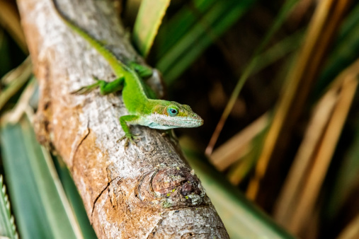 Photo of a green Carolina anole resting on a tree branch. Primary focus on face.