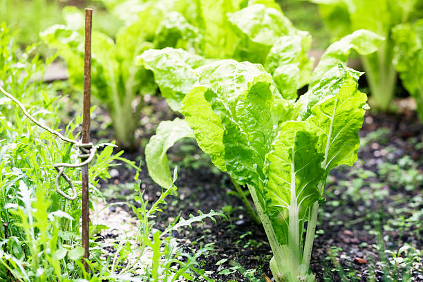 istock chard plants in vegetable garden 172488340