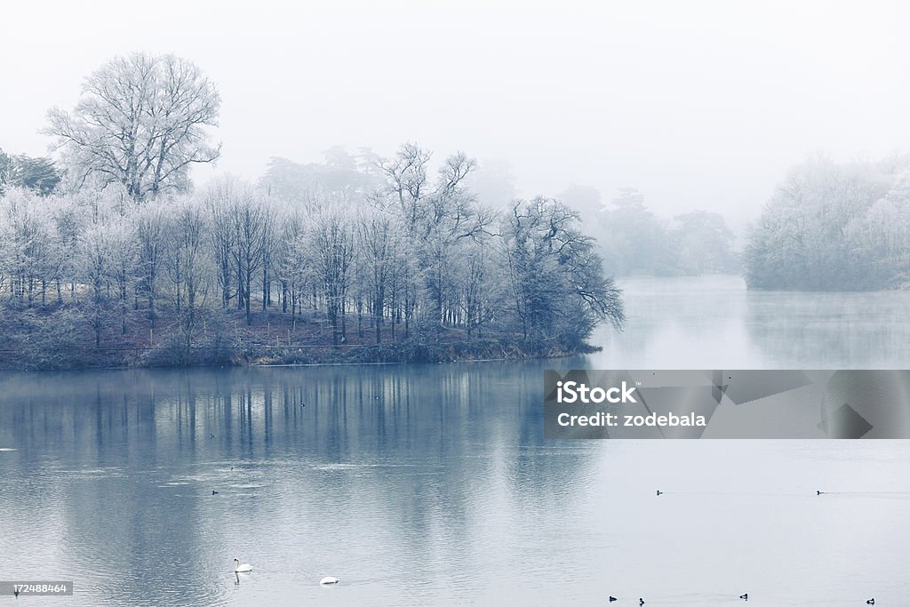 Замороженных деревьев и озеро с Swans, зимний пейзаж - Стоковые фото Без людей роялти-фри