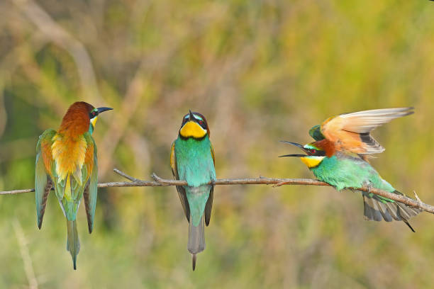 gruccione europeo (merops apiaster) che combatte su un ramo - gruccione foto e immagini stock