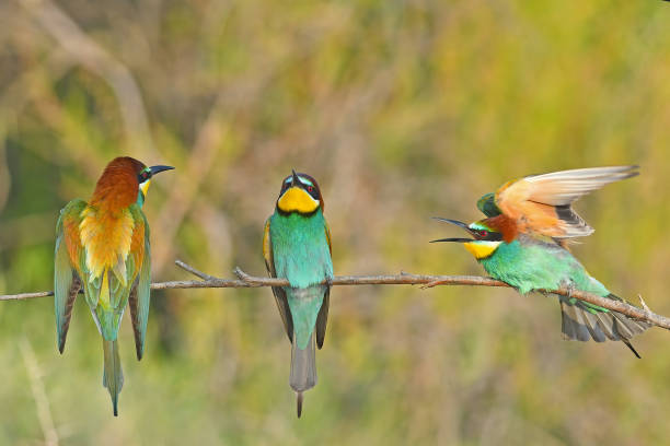 European Bee-eater (Merops apiaster) fighting on a branch European Bee-eater (Merops apiaster) fighting on a branch bee eater stock pictures, royalty-free photos & images