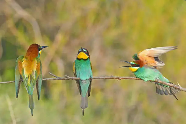 European Bee-eater (Merops apiaster) fighting on a branch