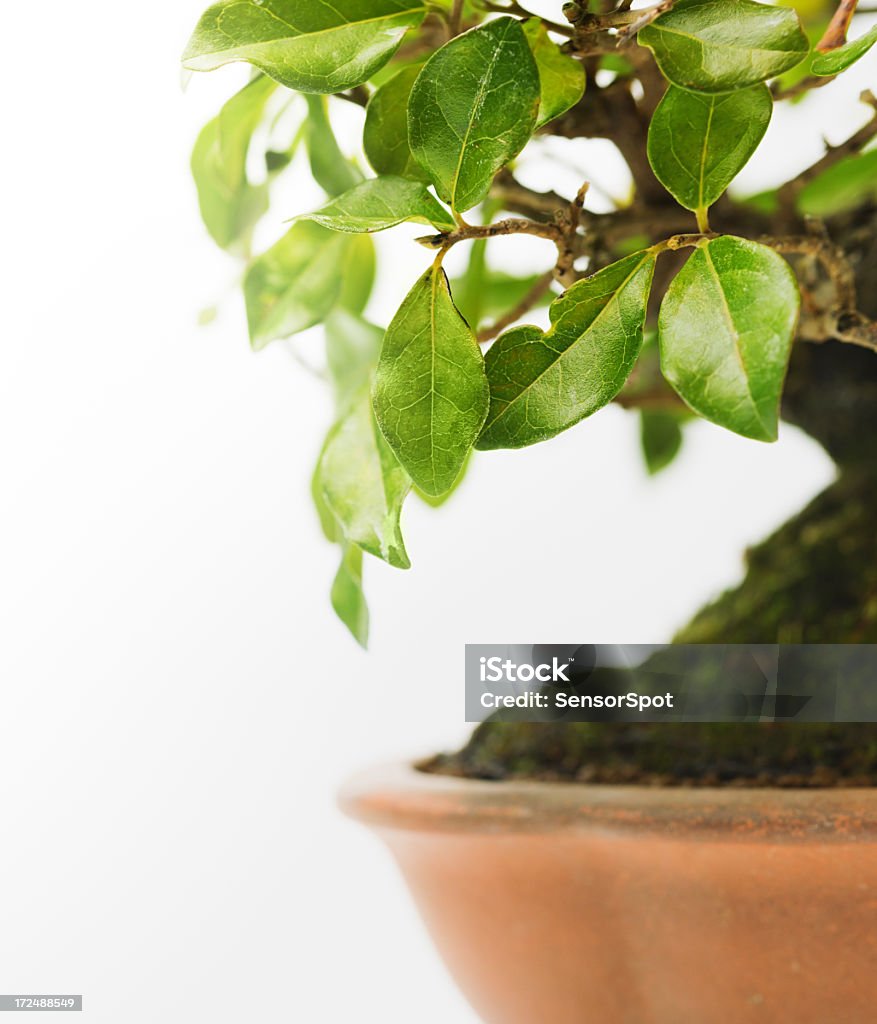 Persimon árbol bonsái - Foto de stock de Alfarería libre de derechos