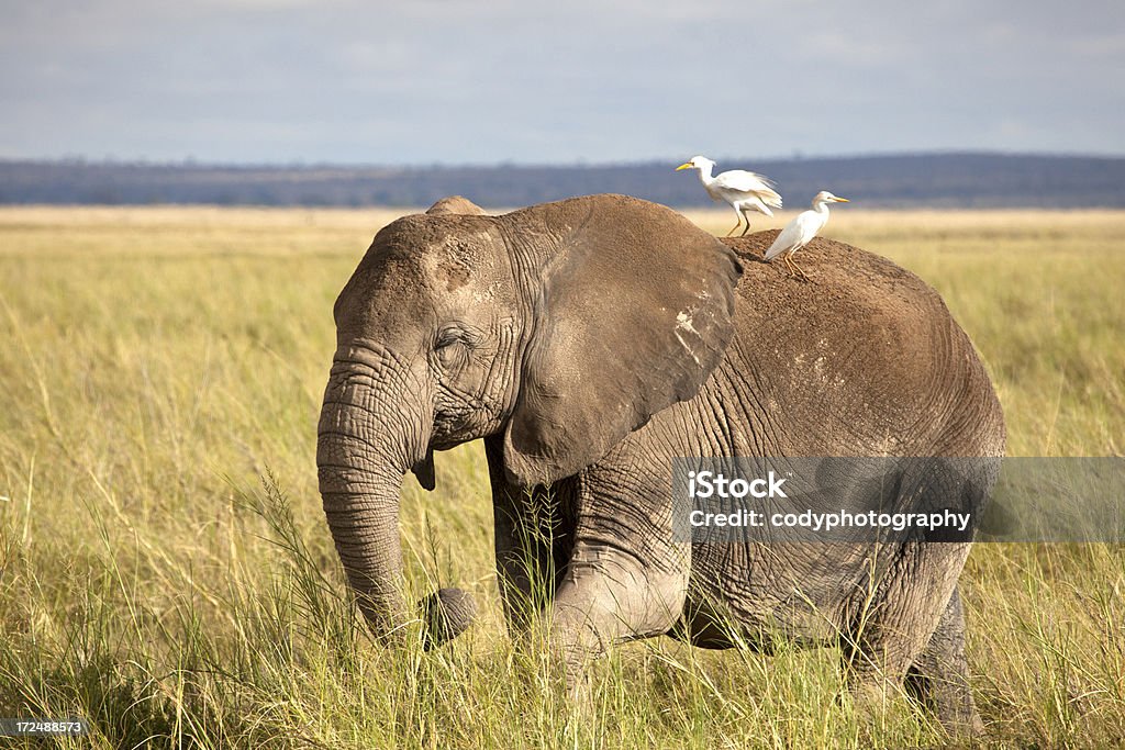 Слон на - Стоковые фото Африка роялти-фри