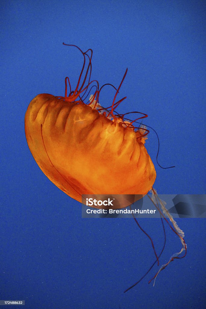 Floating Color A jellyfish in blue water Animal Stock Photo