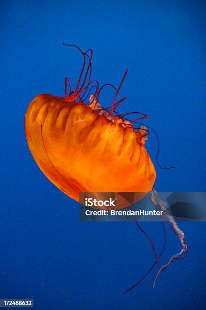 Floating Color Stock Photo - Download Image Now - Animal, Beauty, Beauty In Nature