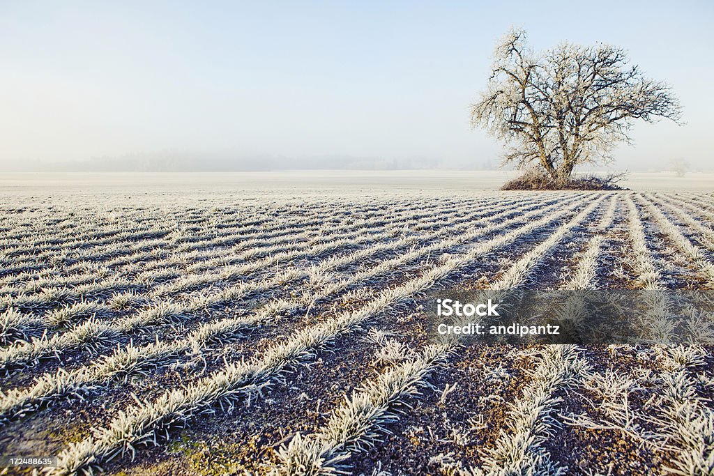 Frosty field en hiver - Photo de Agriculture libre de droits
