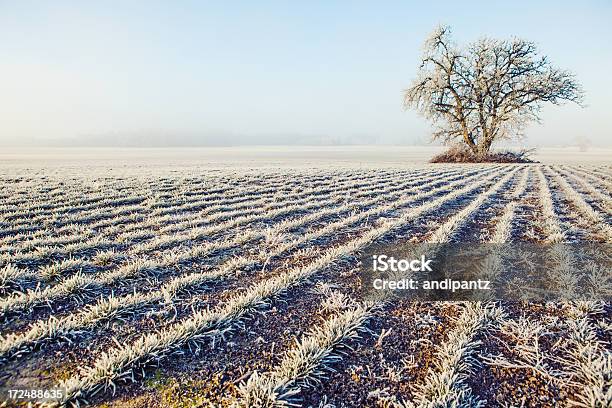 Photo libre de droit de Frosty Field En Hiver banque d'images et plus d'images libres de droit de Agriculture - Agriculture, Arbre, Beauté de la nature