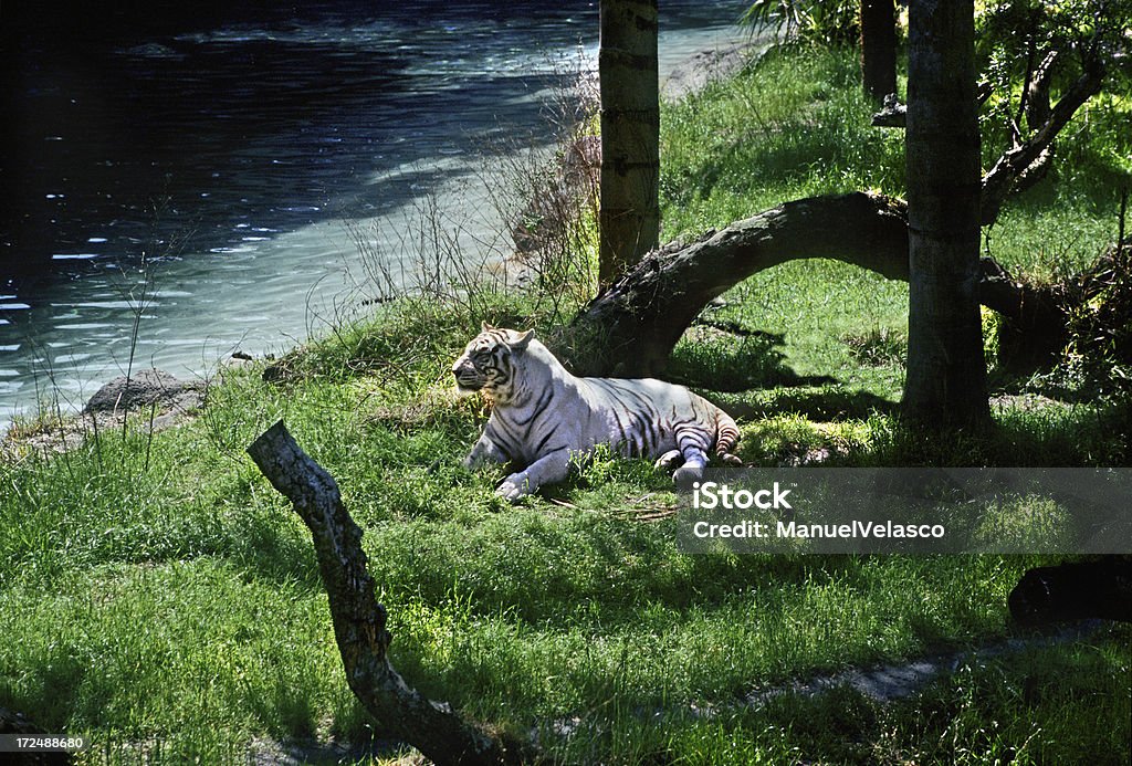 Tigre-branco - Royalty-free Animal Foto de stock