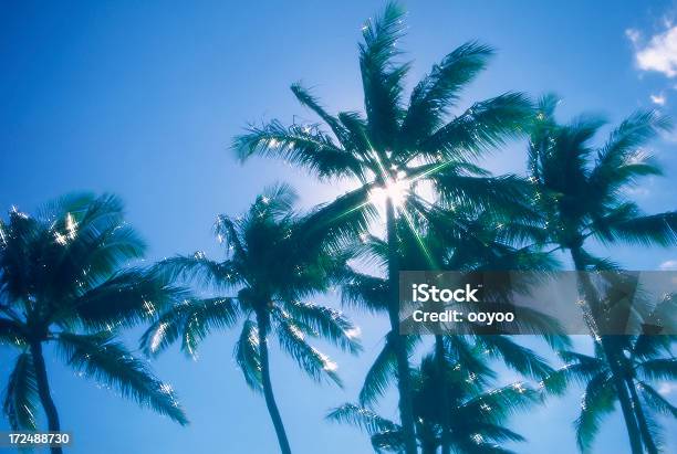 Palmeras Foto de stock y más banco de imágenes de Aire libre - Aire libre, Azul, Cielo