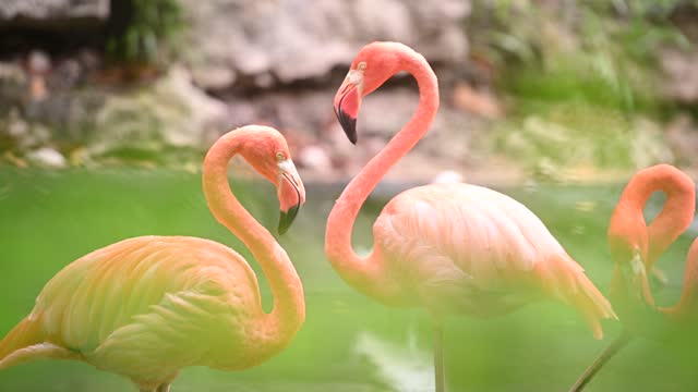 Video of Flamingos in Playa del Carmen Mexico