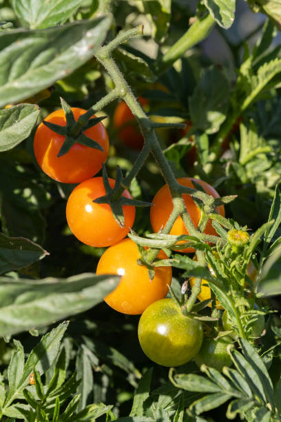 istock Four small cherry tomatoes at various stages of ripeness 1724927158