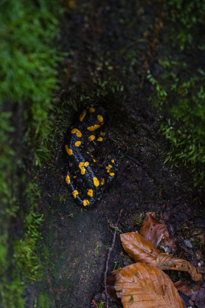 istock Black and Yellow Salamander 1724933565