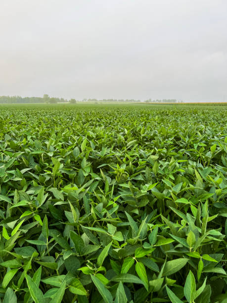 istock Green Soybean Agricultural Field at Dawn 1724938398