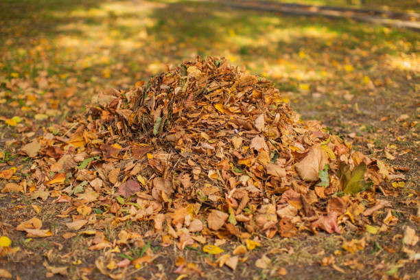 istock Autumn leaves in heap. October 1724943796