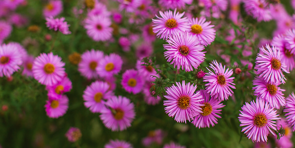 The aster is a very versatile garden beauty. The perennial and hardy perennial is popularly known as autumn aster