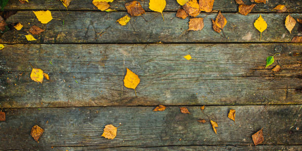 Autumn background. Old wooden board