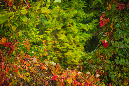 Green, red, yellow autumn maple leaves - banner panorama
