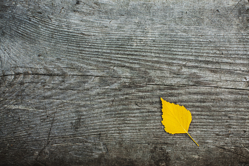 Autumn background. Old wooden board