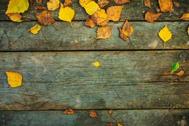 Autumn Maple Leaves Falling On Wooden Desk