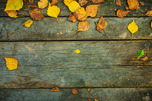 Autumn background. Old wooden board