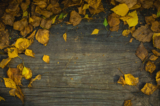 Fallen leaves on an outdoor bench.