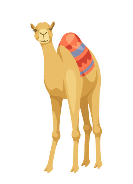 안장 벡터 개념이 있는 인도 낙타 - egypt camel pyramid shape pyramid stock illustrations