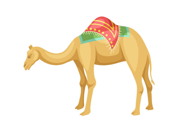 안장 벡터 개념이 있는 인도 낙타 - egypt camel pyramid shape pyramid stock illustrations