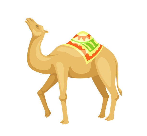 안장 벡터 개념이 있는 인도 낙타 - egypt camel pyramid shape pyramid stock illustrations