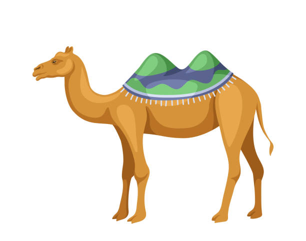 안장 벡터 개념이 있는 인도 낙타 - egypt camel pyramid shape pyramid stock illustrations