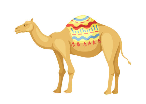 안장 벡터 개념이 있는 인도 낙타 - egypt camel pyramid shape pyramid stock illustrations