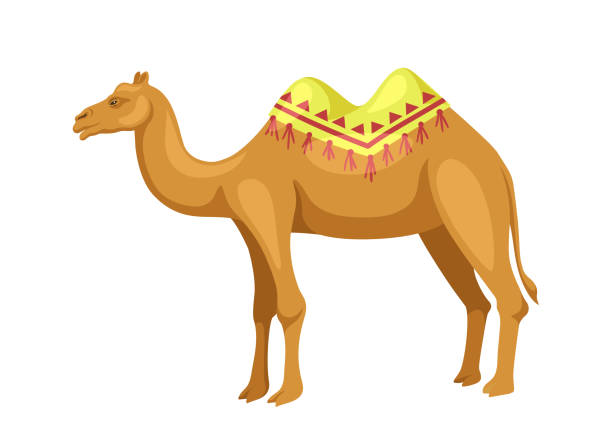 ilustrações de stock, clip art, desenhos animados e ícones de indian camel with saddle vector concept - cor camel