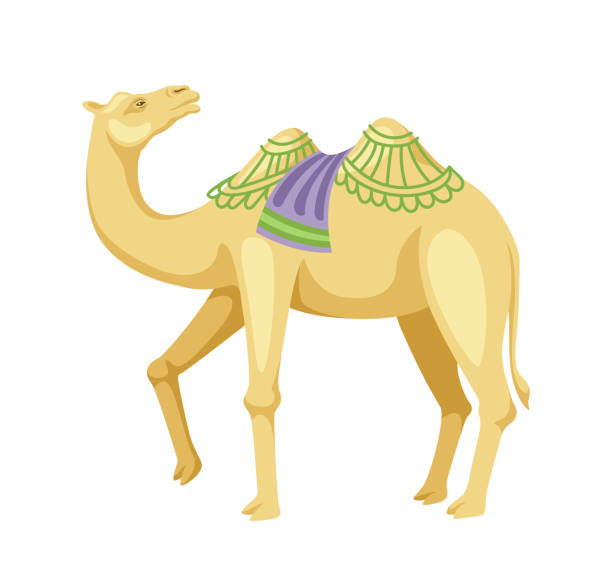 안장 벡터 개념이 있는 인도 낙타 - egypt camel pyramid shape pyramid stock illustrations