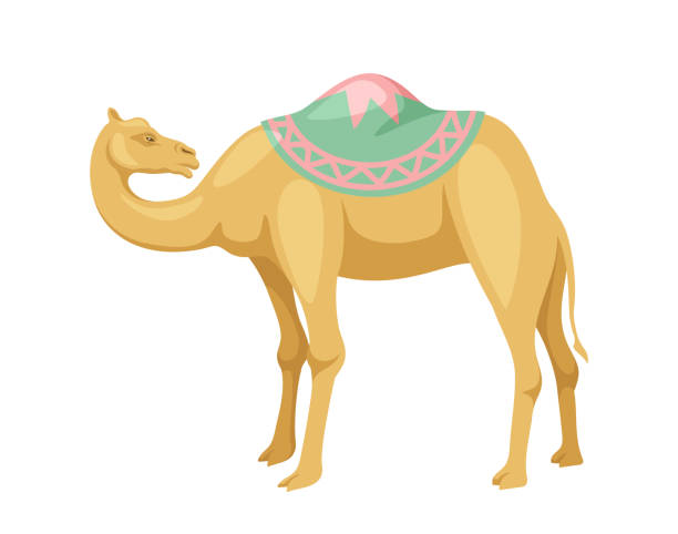 안장 벡터 개념이 있는 인도 낙타 - egypt camel pyramid shape pyramid stock illustrations