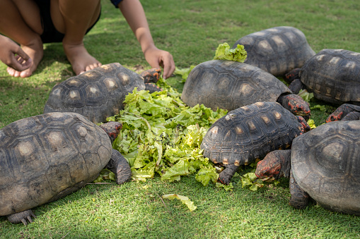 Boy feeding turtles