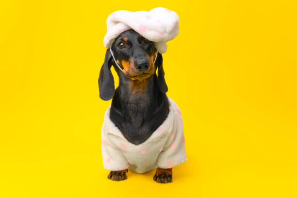 istock Small dog devoted child in pajamas nightcap looks expectantly with innocent look 1724980531