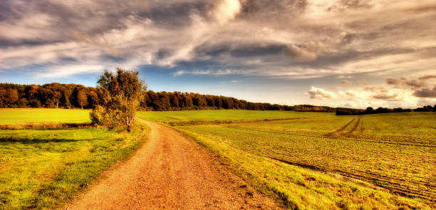 The forest in autumn stock photo