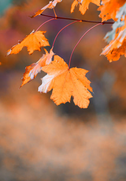 istock The forest in autumn 1724984590
