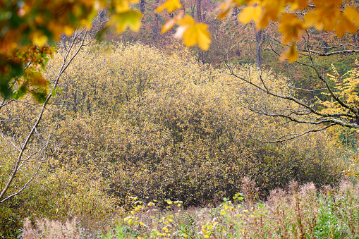 Japanese Autumn Foliage Landscape. Close-up of the autumn foliage