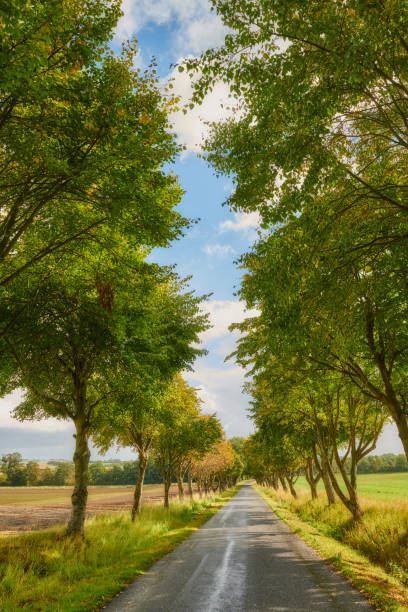 istock The forest in autumn 1724984641
