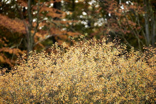 Natural yellow golden ornamental grass background