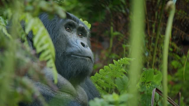 Close-up of motionless mountain gorilla Beringei in Bwindi rainforest, Uganda in Africa. Focus in background