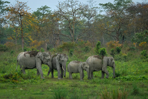 istock Elephant herd against a backdrop of terai forest 1725014222