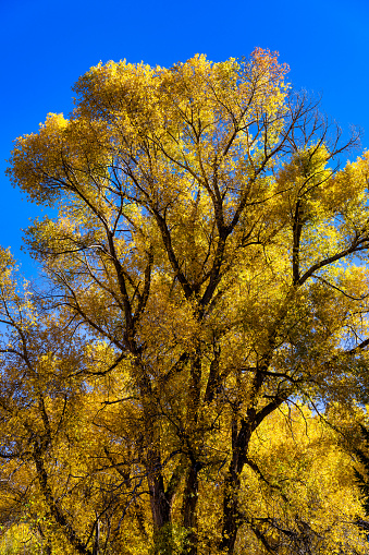 Cottonwood Tree in Autumn - Looking up into the canopy of golden colored Cottonwood Trees.