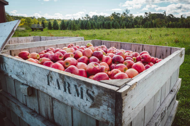 A box full of freshly picked apples on a farm in Upstate New York