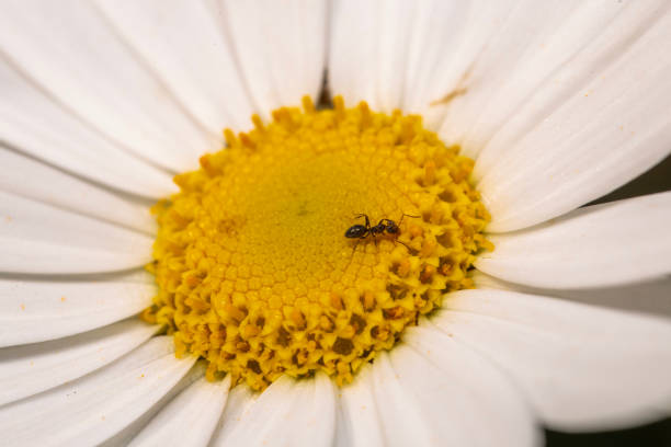 A black garden ant on a daisy flower in the garden in Adeliade, South Australia