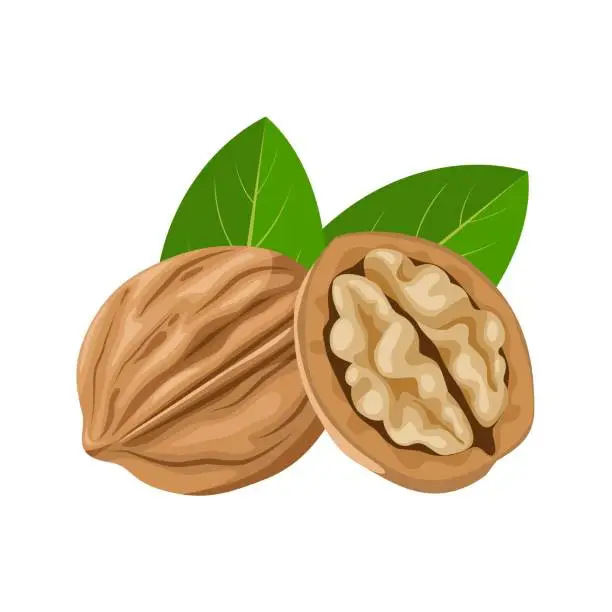 Vector illustration of Walnut