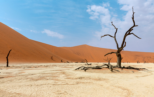 Dead camelthorn trees (Acacia erioloba) in Deadvlei, Sossusvlei, Namib Desert, Namib-Naukluft National Park, Namibia, Africa